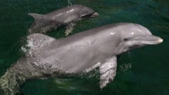 Frankreichs Regierung verbietet die Fischerei an der Atlantikküste vorübergehend, um Delfine zu ...