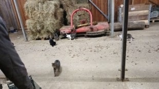 Ehrenamtliche Helfer sind derzeit im Dauereinsatz, um Katzenleben zu retten und das Tierleid zu ...