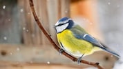 Eine Blaumeise vor einem Futterhaus im Schneetreiben.