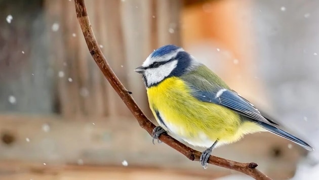 Eine Blaumeise vor einem Futterhaus im Schneetreiben.