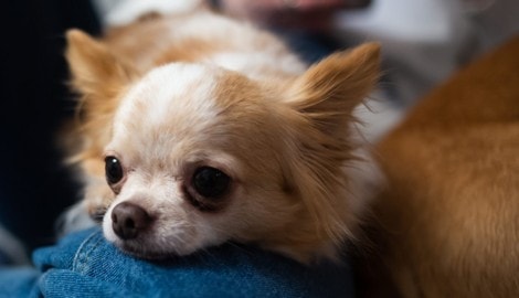 Kurz nach der Attacke musste der Chihuahua (Symbolbild) in einer Tierklinik erlöst werden.