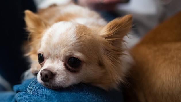 Kurz nach der Attacke musste der Chihuahua (Symbolbild) in einer Tierklinik erlöst werden.
