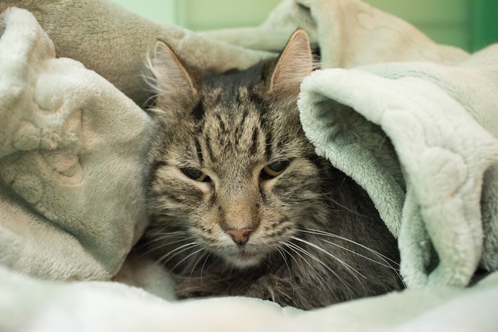 Siena braucht ein bisschen Extra-Liebe.