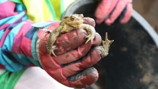 Mehrmals täglich tragen Freiwillige die Frösche und Kröten sicher über die Straße.