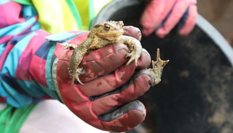 Für Kröten kann es auf der Straße am Weg zu ihrem Laichplatz gefährlich werden. Zu viele Tiere ...