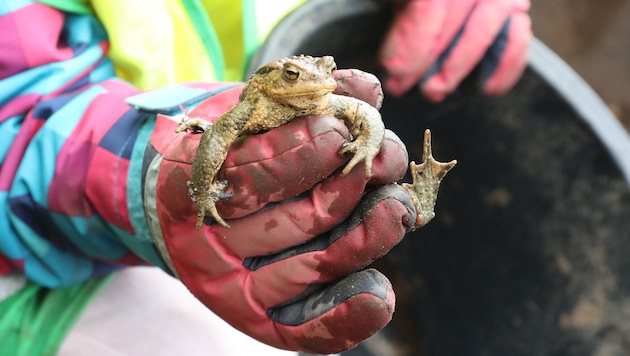 Für Kröten kann es auf der Straße am Weg zu ihrem Laichplatz gefährlich werden. Zu viele Tiere ...