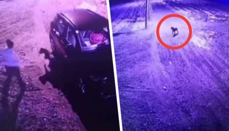 Der Hund muss das Auto verlassen, läuft dem Wagen nach und bleibt verzweifelt und alleine ...