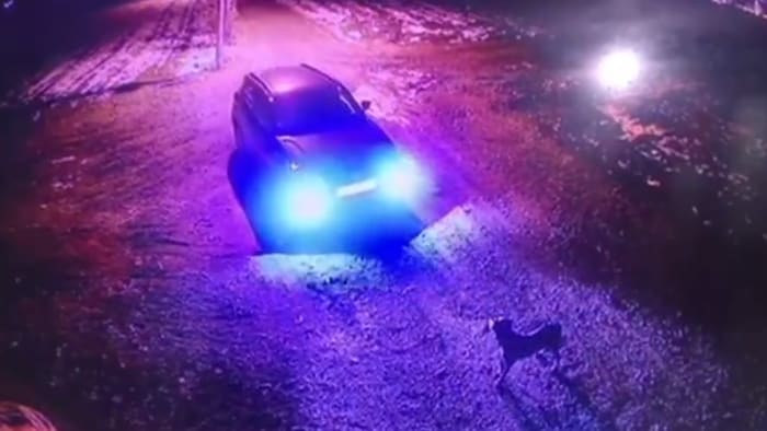 Der ausgesetzte Hund versteht nicht, warum seine Besitzer ohne ihn fahren.