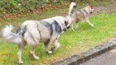 Die zwei Hunde sind im ganzen Ort berüchtigt sowie amtsbekannt. Sie sollen ständig unbeobachtet ...