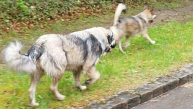 Die zwei Hunde sind im ganzen Ort berüchtigt sowie amtsbekannt. Sie sollen ständig unbeobachtet ...