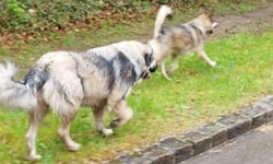 Die zwei Hunde sind im ganzen Ort berüchtigt sowie amtsbekannt. Sie sollen ständig unbeobachtet ...