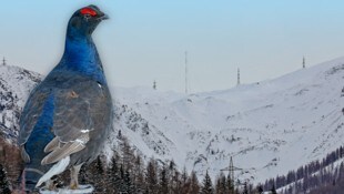 Bei einem der geplanten Windrad-Standorte bei Flachauwinkl gibt es ein größeres Vorkommen an ...