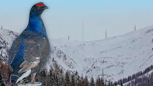 Bei einem der geplanten Windrad-Standorte bei Flachauwinkl gibt es ein größeres Vorkommen an ...