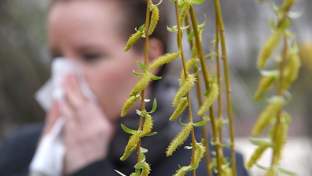 In der Steiermark nimmt die Pollensaison aktuell Fahrt auf (Symbolbild).