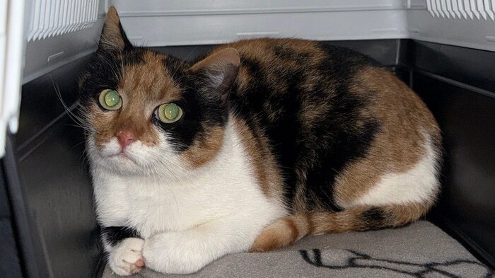 Kelly hat noch große Angst.