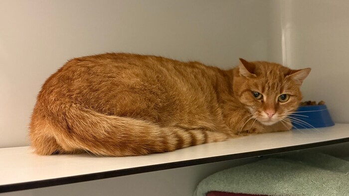 Watsons großer Traum vom Glück