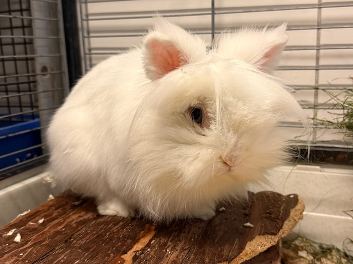 Artgerechtes Zuhause zu einem anderen Kaninchen dazu gesucht.