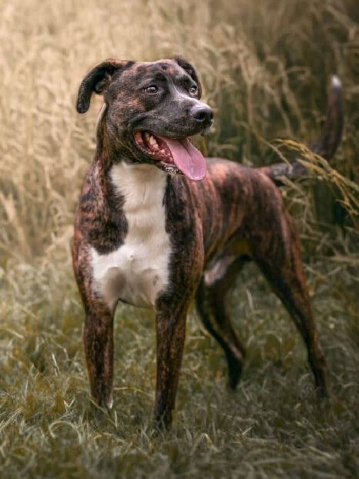 Gibt es Hoffnung für den 5-jährigen Zeus?