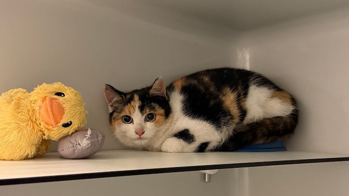 Wer sucht diese Katze