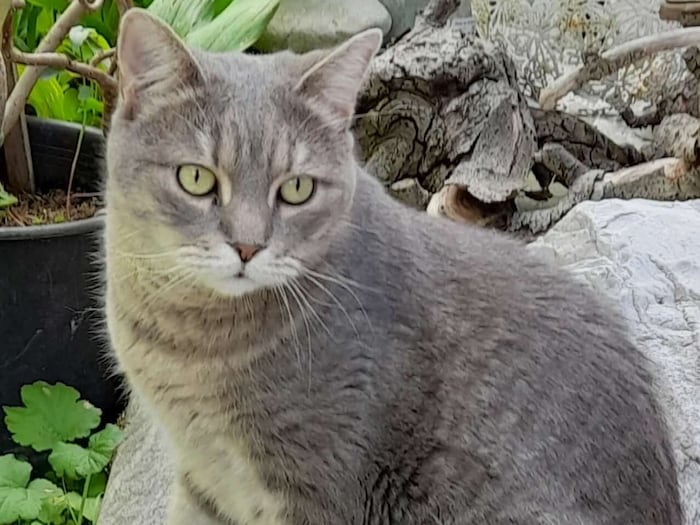 Wer hat Benny gesehen?