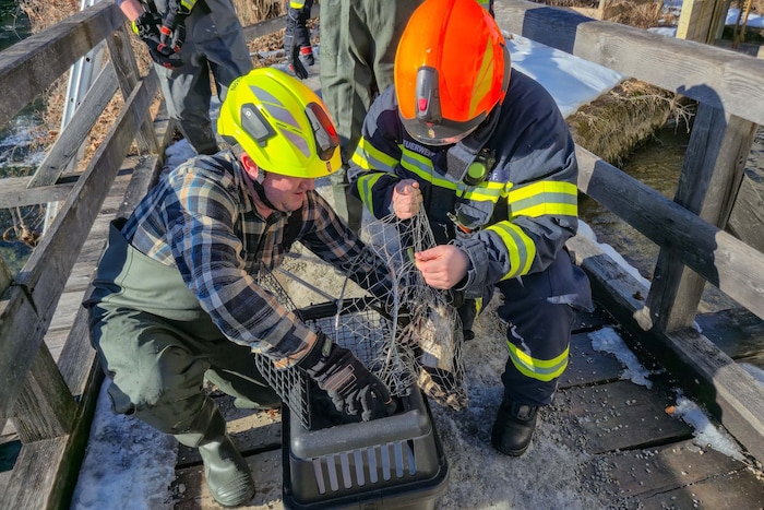 Der gerettete Koromoran kam in eine Box