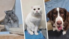 Ob Maus Wilma, Kater Snowball oder Hündin Amelie, sie alle suchen einen schönen Platz zum Leben.