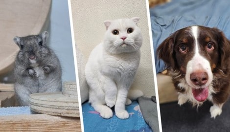 Ob Maus Wilma, Kater Snowball oder Hündin Amelie, sie alle suchen einen schönen Platz zum Leben.