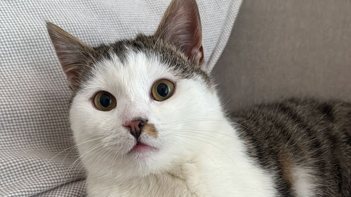 Wo ist sein Zuhause?