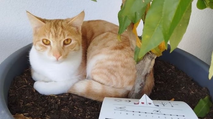 Fuchsroter Kater wird vermisst!