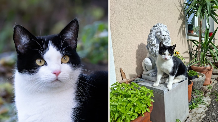 „Speedy“ ist zu schnell gelaufen!