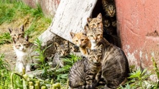Ungeliebte, ungewollt, oft halb verhungert, krank: Viele Streunerkatzen vegetieren elendiglich ...