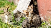 Viele Streunerkatzen würden ohne den Einsatz hilfsbereiter Menschen elendiglich zugrunde gehen. 