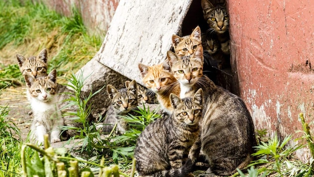 Ungeliebte, ungewollt, oft halb verhungert, krank: Viele Streunerkatzen vegetieren elendiglich ...