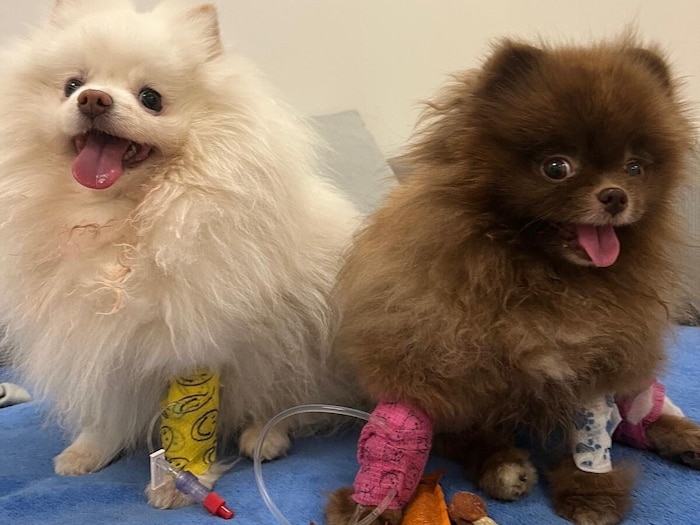 Die Tierärzte in der Tierklinik Perchtoldsdorf kämpfen um das Leben von „Venus“ (li.) und ...