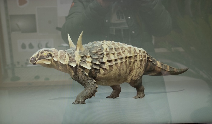 Videos und zahlreiche andere Fundstücke, die aus der Kreidezeit stammen, runden die Ausstellung ...