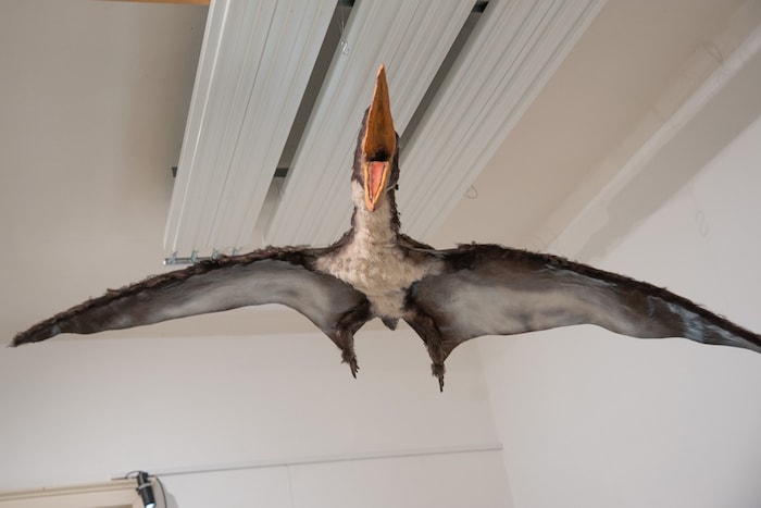 Vor allem Kinder interessieren sich für die ausgestellten Dinosaurier und diese Flugechse.