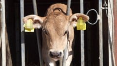 Aufgrund mangelhafter Stall- und Fellpflege sollen auch sieben Rinder (Symbolfoto) auf einem ...