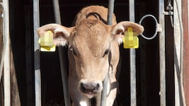 Aufgrund mangelhafter Stall- und Fellpflege sollen auch sieben Rinder (Symbolfoto) auf einem ...
