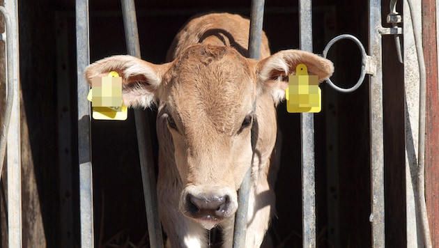 Aufgrund mangelhafter Stall- und Fellpflege sollen auch sieben Rinder (Symbolfoto) auf einem ...