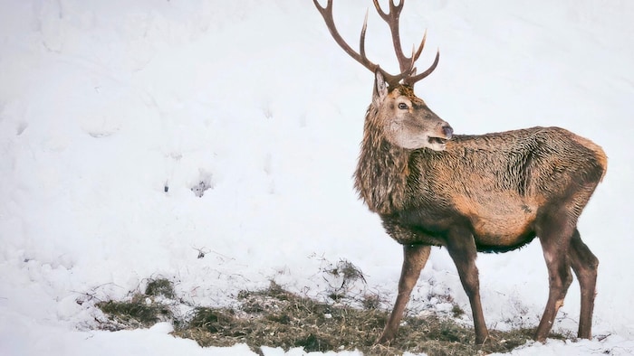 Auf der der Alpe können sich Rinder beim Wild anstecken.