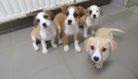 „Schneeflocke“, „Stella“, „Napoleon“ und „Cappuccino“ sind drei Monate alt und suchen Menschen ...