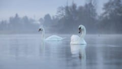 Im Osten bleibt es weiterhin kühler, als im Westen Österreichs.