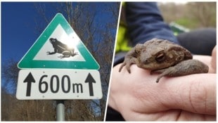 Der Winter hat unser Land noch fest im Griff. Aber bald werden Tierschützer jeden Tag ...
