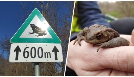 Der Winter hat unser Land noch fest im Griff. Aber bald werden Tierschützer jeden Tag ...