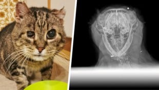 In „Bärlis“ Katzenkörper steckten mehrere Schrotkugeln. Woher sie stammen, ist unklar.