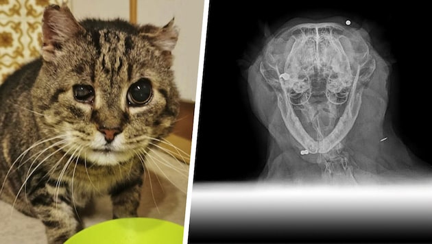 Several pellets were found in Bärli's body. It is unclear where they came from.