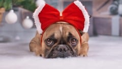 Als schnelles Last-Minute-Geschenk per Mausklick landen auch Hunde mit Qualzuchtmerkmalen unter ...