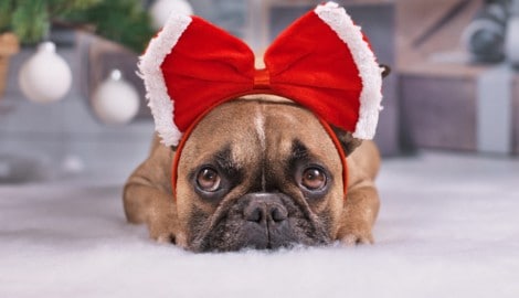 Als schnelles Last-Minute-Geschenk per Mausklick landen auch Hunde mit Qualzuchtmerkmalen unter ...