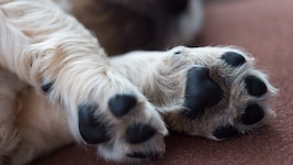 Wie durch ein Wunder überlebte der Vierbeiner die Tat (Symbolbild).