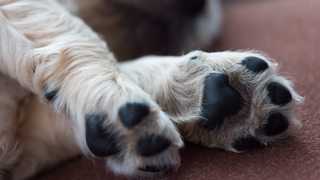 Wie durch ein Wunder überlebte der Vierbeiner die Tat (Symbolbild).